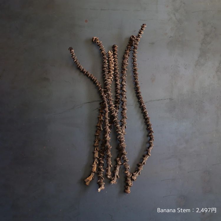 ドライフラワー　カスト