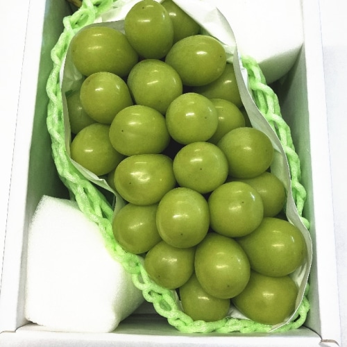 9房 シャインマスカット5キロ 3Lサイズ 長野 志賀高