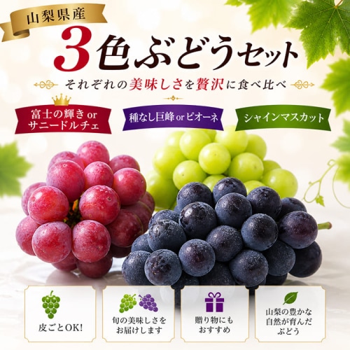 [予約直送]山梨県産 3色ぶどう(緑・赤・黒) シャインマスカット 富士の輝き サニードルチェ 種無し巨峰 ピオーネ等 (品種指定不可) 【綿半お中元】【7月後半～8月中旬順次発送】【配送指定日不可】