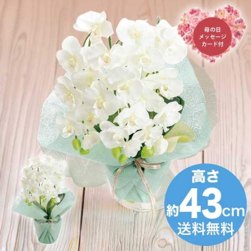 [直送商品]母の日 5/8-10お届け  アーティフィシャルフラワー ミニ胡蝶蘭3本立ち ホワイト 【配送指定日不可】 (1852-125)