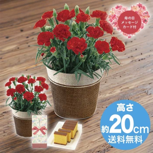 [直送商品]母の日 5/8-10お届け レイール カーネーションレッド4号&長崎かすてらセット 【配送指定日不可】 (1853-999)