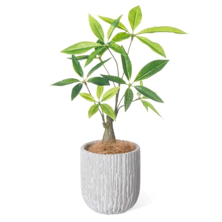 パキラ オベリスポットS(フェイクグリーン)